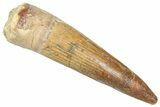 Fossil Spinosaurus Tooth - Real Dinosaur Tooth #357790-1